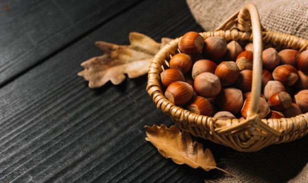 Foto - Fındık kabuğu şifa saçıyor! Kenser ilaçlarının ham maddesini barındırıyor