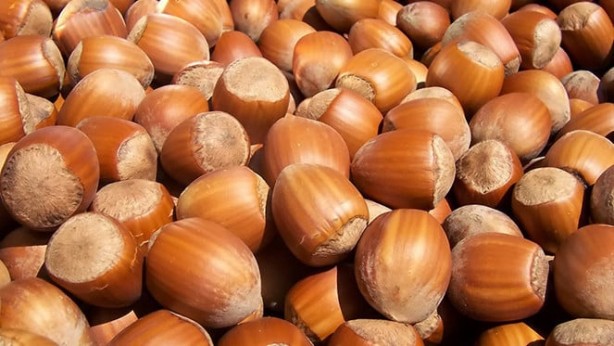 Foto - Fındık kabuğu şifa saçıyor! Kenser ilaçlarının ham maddesini barındırıyor