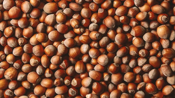 Foto - Fındık kabuğu şifa saçıyor! Kenser ilaçlarının ham maddesini barındırıyor