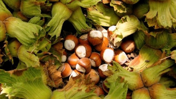 Foto - Fındık kabuğu şifa saçıyor! Kenser ilaçlarının ham maddesini barındırıyor