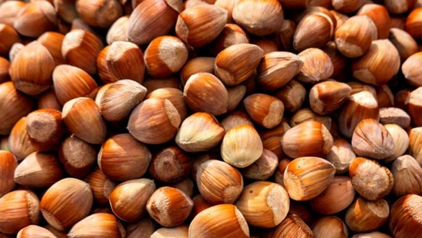 Foto - Fındık kabuğu şifa saçıyor! Kenser ilaçlarının ham maddesini barındırıyor