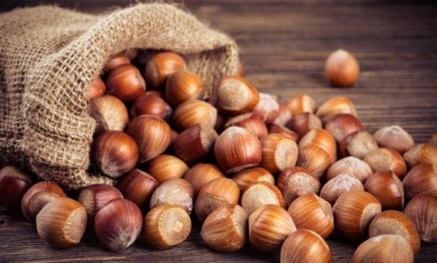 Foto - Fındık kabuğu şifa saçıyor! Kenser ilaçlarının ham maddesini barındırıyor