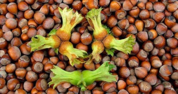 Foto - Fındık kabuğu şifa saçıyor! Kenser ilaçlarının ham maddesini barındırıyor