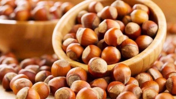 Foto - Fındık kabuğu şifa saçıyor! Kenser ilaçlarının ham maddesini barındırıyor