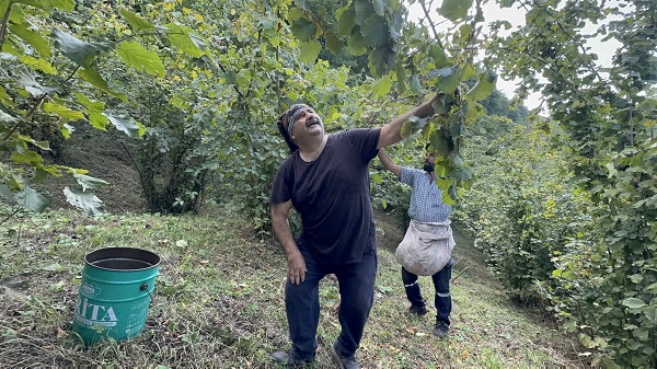 Foto - Fındık mesaisi başladı! Ünlü oyuncunun bu hali çok şaşırttı