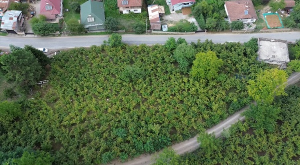 Foto - Fındık mesaisi başladı! Ünlü oyuncunun bu hali çok şaşırttı