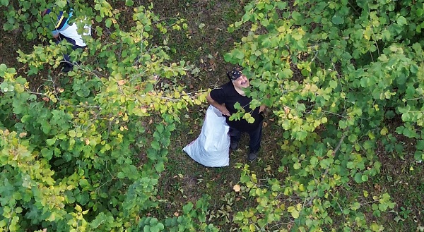 Foto - Fındık mesaisi başladı! Ünlü oyuncunun bu hali çok şaşırttı