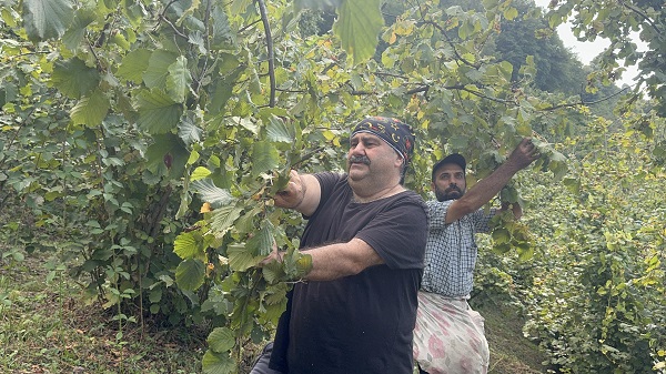 Foto - Fındık mesaisi başladı! Ünlü oyuncunun bu hali çok şaşırttı