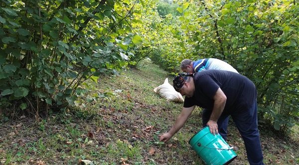 Foto - Fındık mesaisi başladı! Ünlü oyuncunun bu hali çok şaşırttı