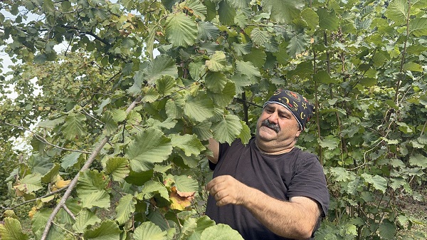 Foto - Fındık mesaisi başladı! Ünlü oyuncunun bu hali çok şaşırttı