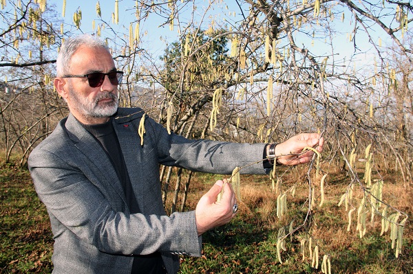 Foto - Fındık üreticileri dikkat! Bunu yapmazsanız bu sene işiniz zor