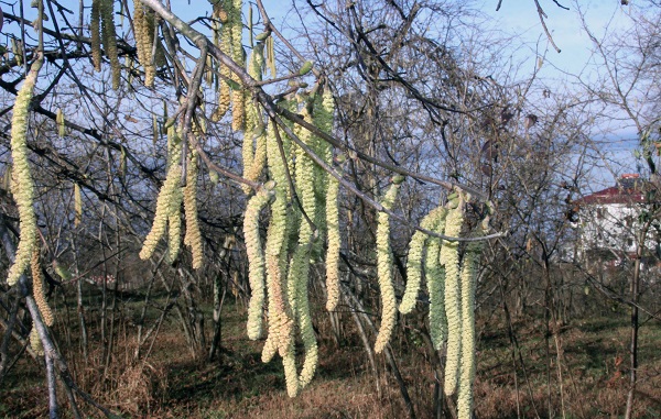 Foto - Fındık üreticileri dikkat! Bunu yapmazsanız bu sene işiniz zor