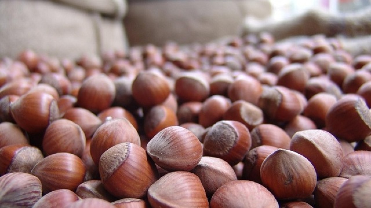 Foto - Fındık üreticisine sitem ederek Türkiye'ye kötü haberi verdi: Yakında bu olacak
