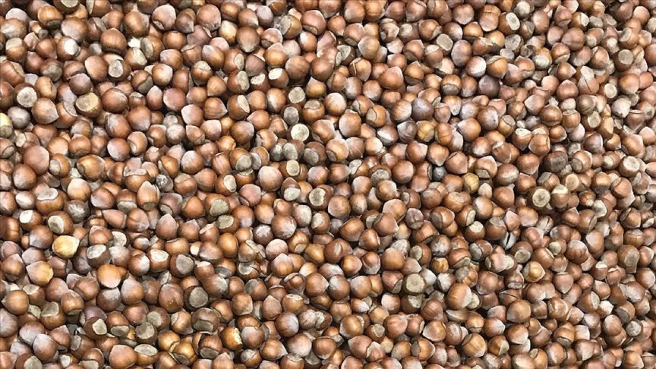 Foto - Fındık üreticisine sitem ederek Türkiye'ye kötü haberi verdi: Yakında bu olacak