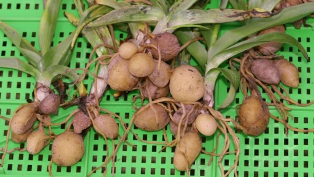 Fındık yerine bunu üretip para basıyorlar! Yerin altında: yabancı otları temizleyip kilosu 3000 TL