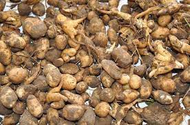 Foto - Fındık yerine bunu üretip para basıyorlar! Yerin altında: yabancı otları temizleyip kilosu 3000 TL