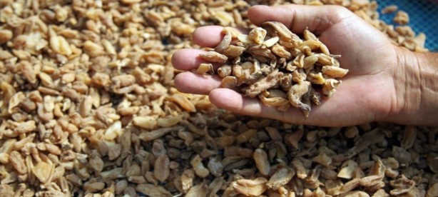 Foto - Fındık yerine bunu üretip para basıyorlar! Yerin altında: yabancı otları temizleyip kilosu 3000 TL