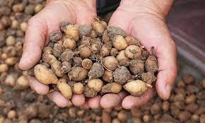 Foto - Fındık yerine bunu üretip para basıyorlar! Yerin altında: yabancı otları temizleyip kilosu 3000 TL