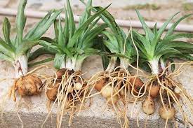 Foto - Fındık yerine bunu üretip para basıyorlar! Yerin altında: yabancı otları temizleyip kilosu 3000 TL