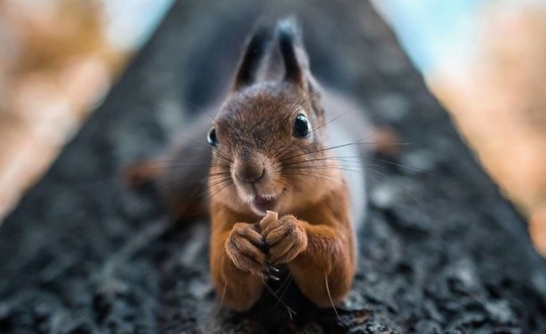 Foto - Finlandiya ormanlarının sevimli sakinleriyle tanışın