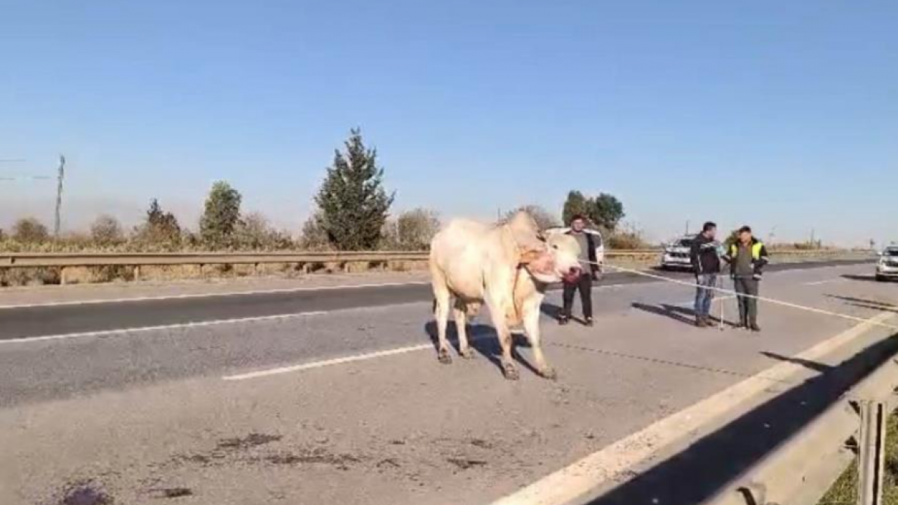 Firari anguslar şehir turu yaparken yakalandı