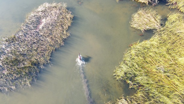 Foto - Firari at sazlıklarda yakalandı