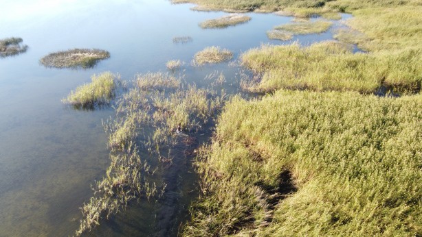 Foto - Firari at sazlıklarda yakalandı