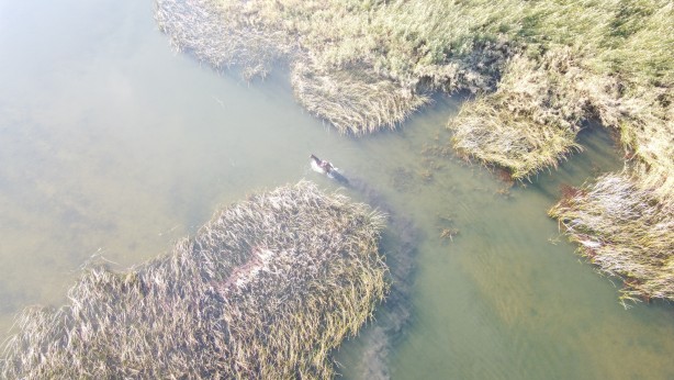 Foto - Firari at sazlıklarda yakalandı