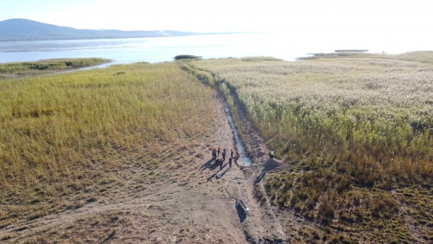 Foto - Firari at sazlıklarda yakalandı