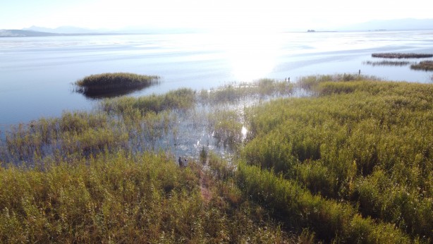 Foto - Firari at sazlıklarda yakalandı
