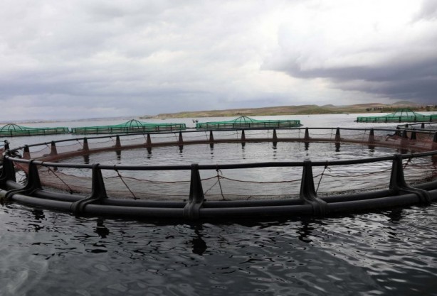 Foto - Fırat Nehri'nde somon bereketi