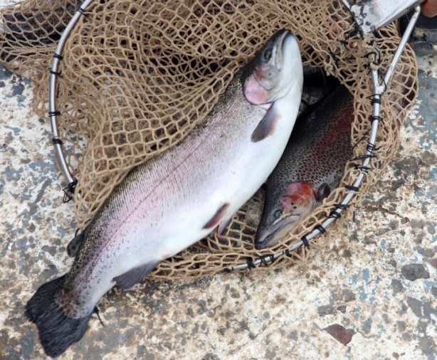 Foto - Fırat Nehri'nde somon bereketi