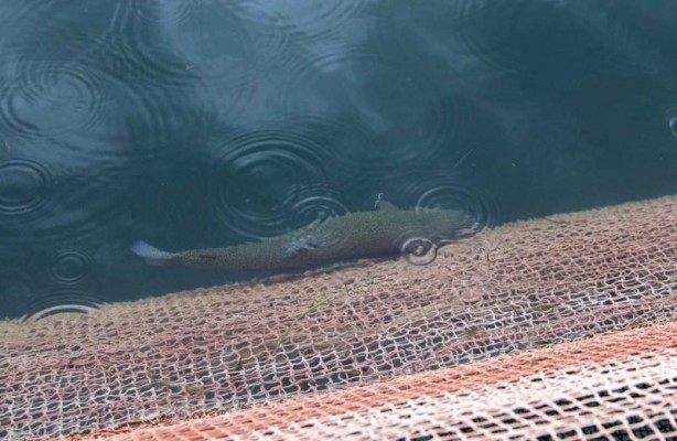 Foto - Fırat Nehri'nde somon bereketi