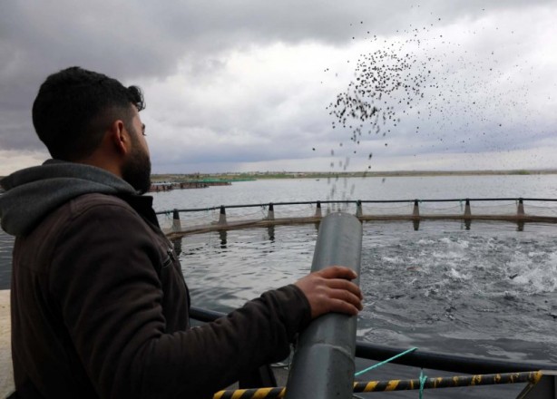 Foto - Fırat Nehri'nde somon bereketi