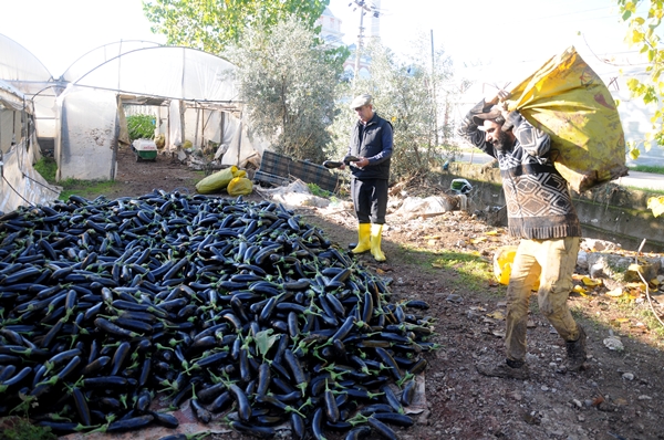 Foto - Fırsatçıları böyle uyardı: Sel bahanesiyle çiftçiyi mağdur etmeyin