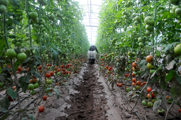 Foto - Fırsatçıları böyle uyardı: Sel bahanesiyle çiftçiyi mağdur etmeyin