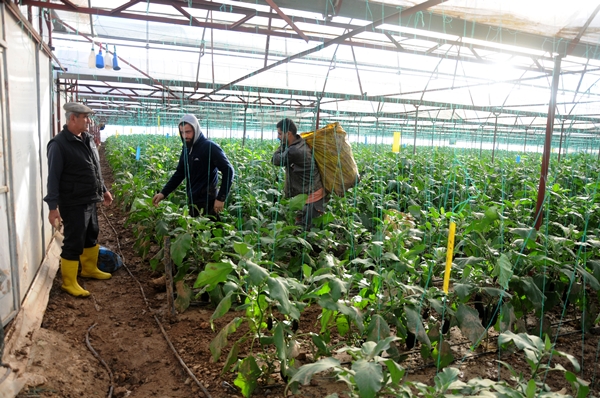 Foto - Fırsatçıları böyle uyardı: Sel bahanesiyle çiftçiyi mağdur etmeyin