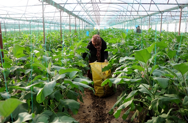 Foto - Fırsatçıları böyle uyardı: Sel bahanesiyle çiftçiyi mağdur etmeyin