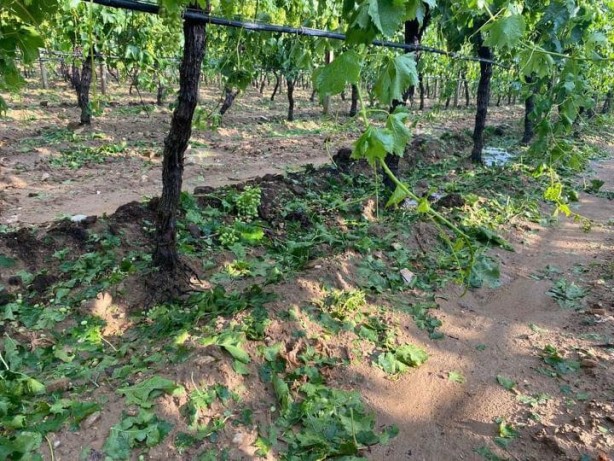 Foto - Fırtına minarenin alemini uçurdu, dolu üzüm bağlarını vurdu