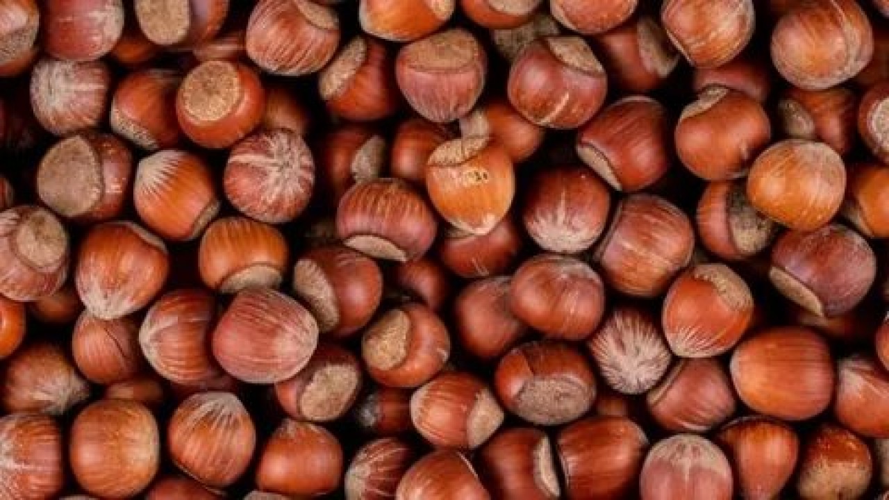 Foto - Fiskobirlik fındık alım fiyatlarını açıkladı! Yeni fiyatlar dudak uçuklattı