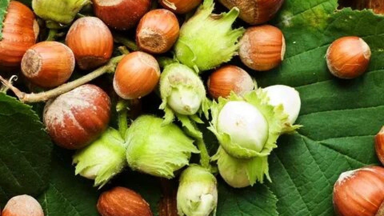 Foto - Fiskobirlik fındık alım fiyatlarını açıkladı! Yeni fiyatlar dudak uçuklattı