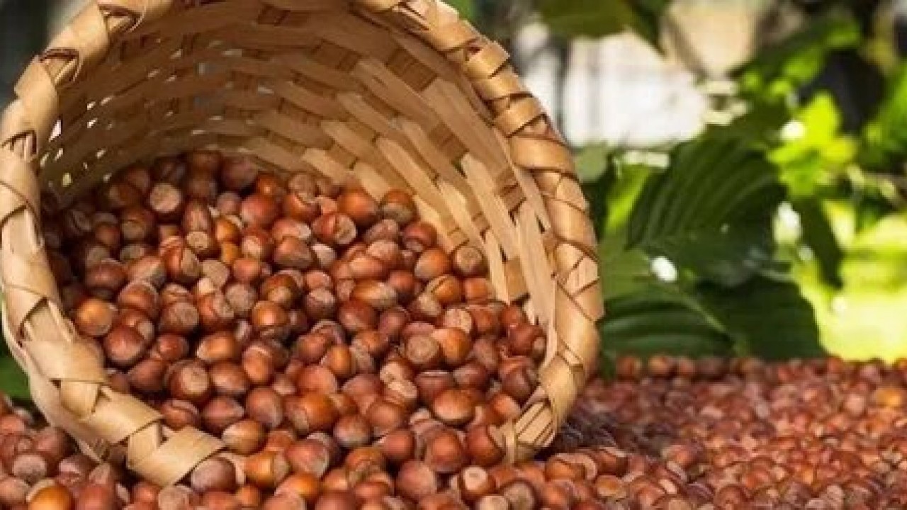 Foto - Fiskobirlik fındık alım fiyatlarını açıkladı! Yeni fiyatlar dudak uçuklattı