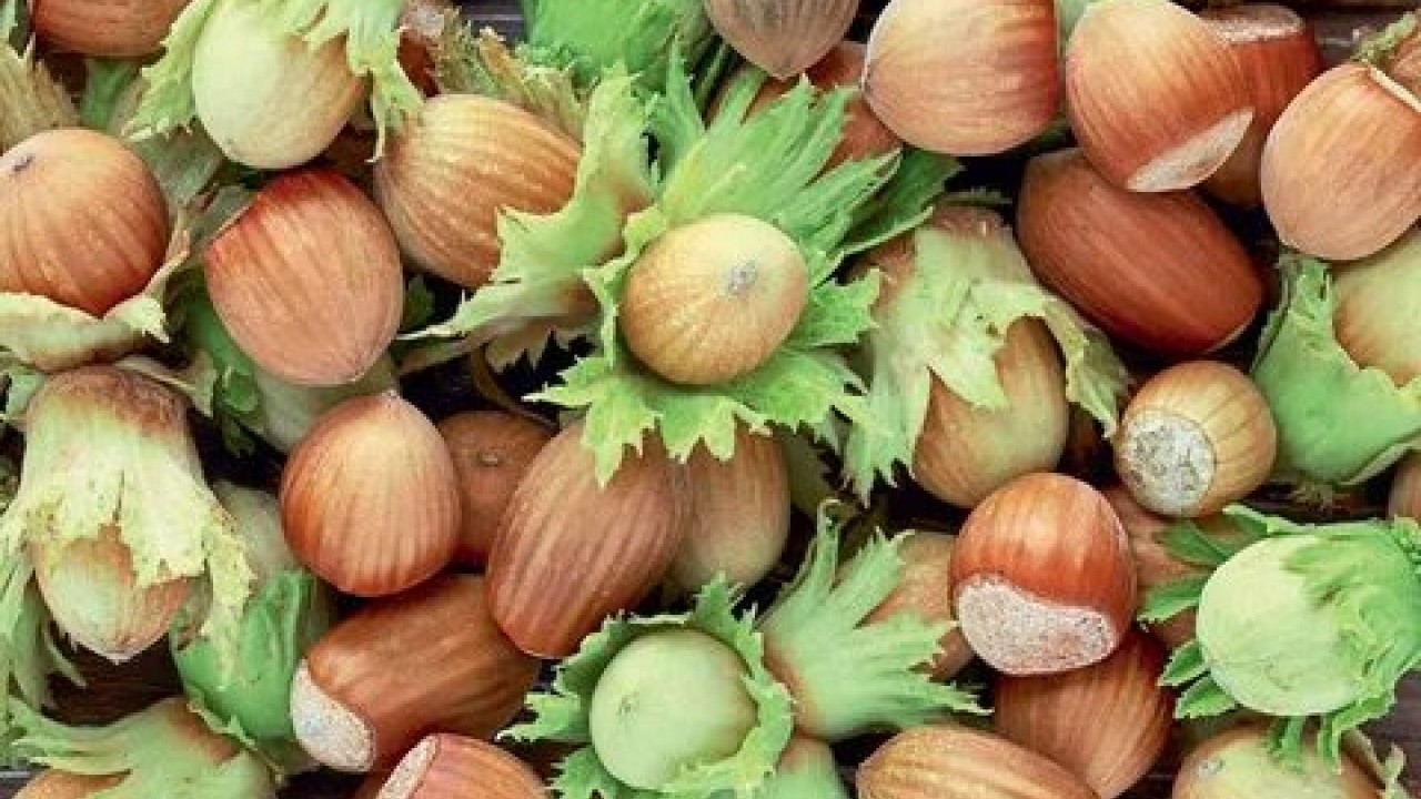 Fiskobirlik fındık alım fiyatlarını açıkladı! Yeni fiyatlar dudak uçuklattı