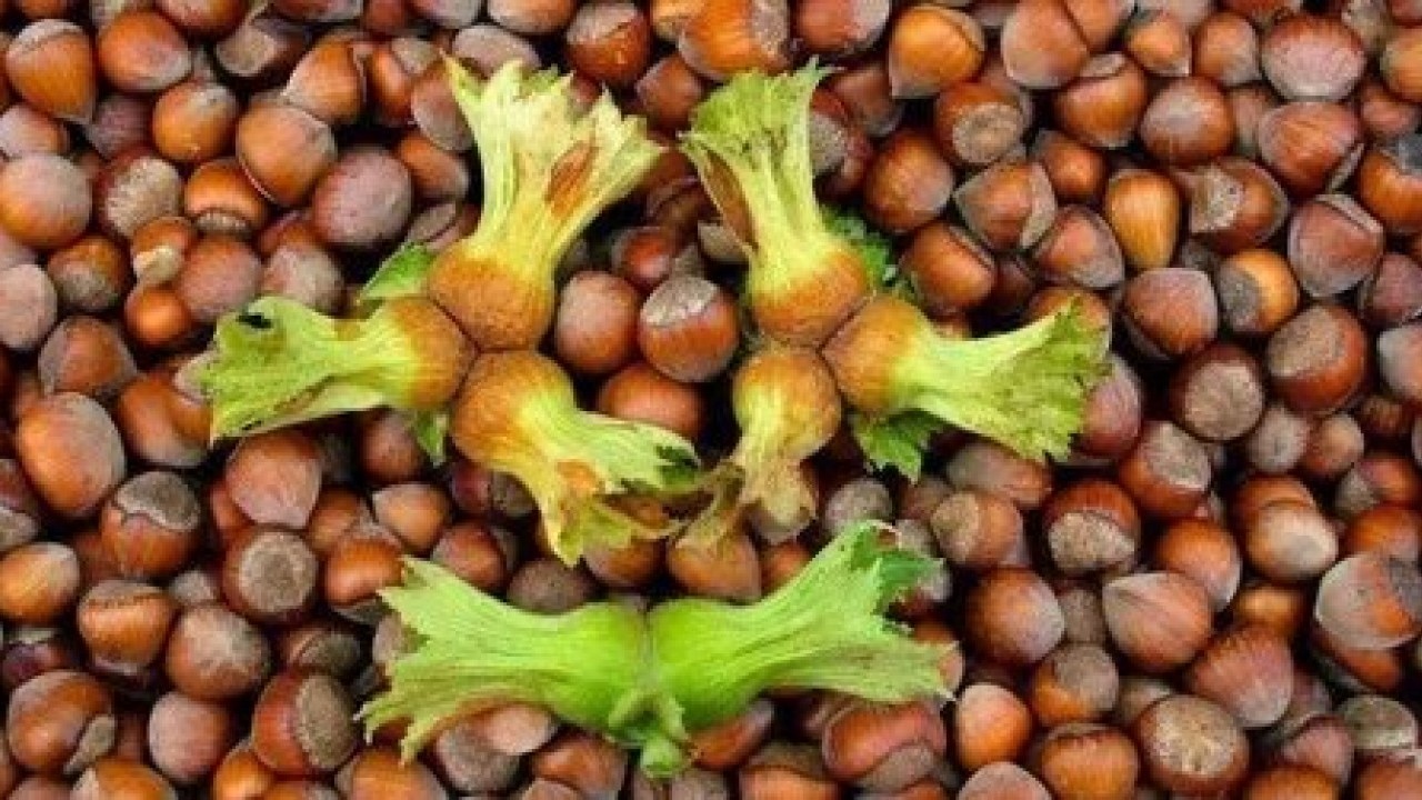 Foto - Fiskobirlik fındık alım fiyatlarını açıkladı! Yeni fiyatlar dudak uçuklattı