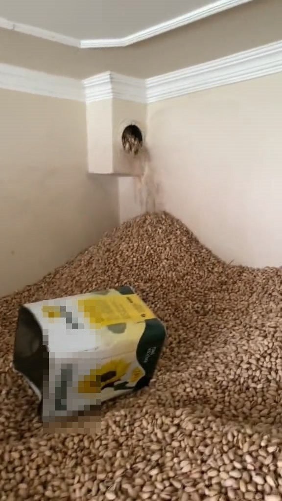 Foto - Fıstık deposunda rezillik! İğrenç ötesi görüntüler