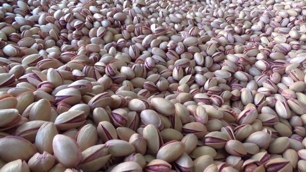 Foto - Fiyatı 200 liraya kadar çıktı! Fıstık gibi gelir