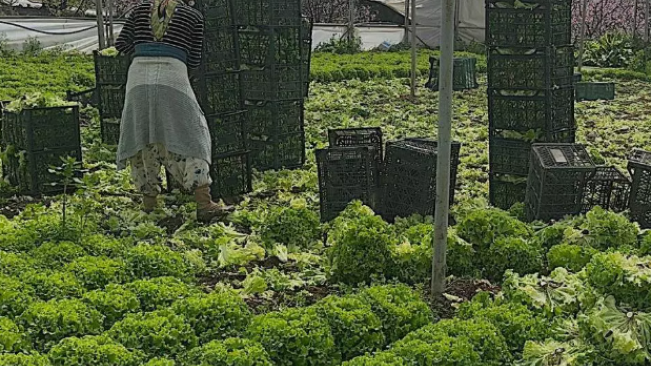 Fiyatı 30 liraya kadar yükseldi! Üretici bayram etti! 