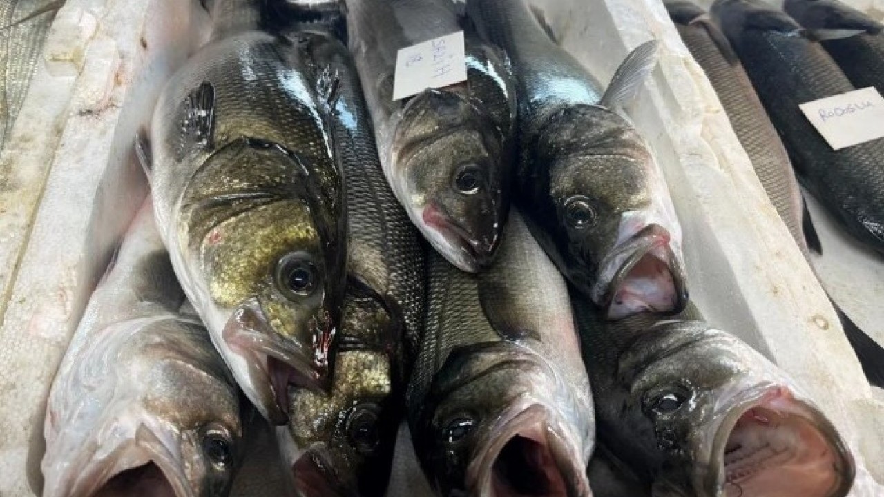 Fiyatı dudak uçuklatıyor! Gece avlanıyor sabah alıcıyla buluşuyor