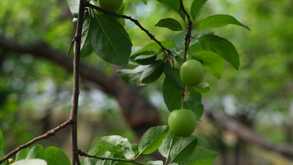 Foto - Fiyatı dudak uçuklattı! Erik, gram altınla yarışıyor