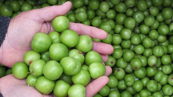 Fiyatı dudak uçuklattı! Erik, gram altınla yarışıyor